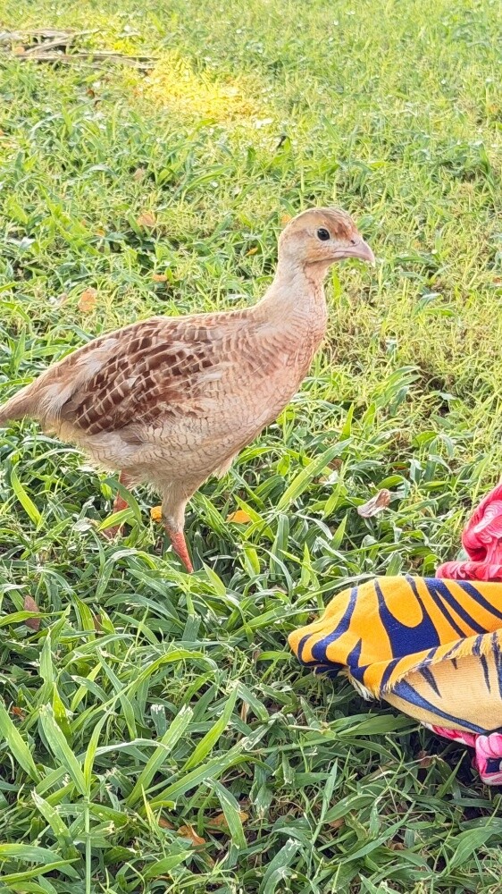 زوج صفرد اصفر جمبو - 2