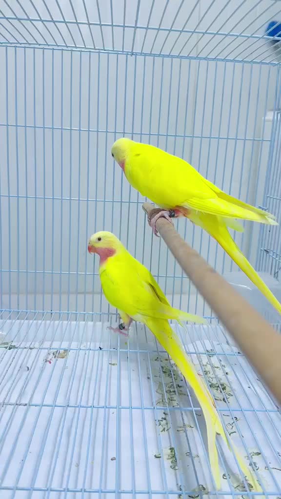 Princess parrots - 3