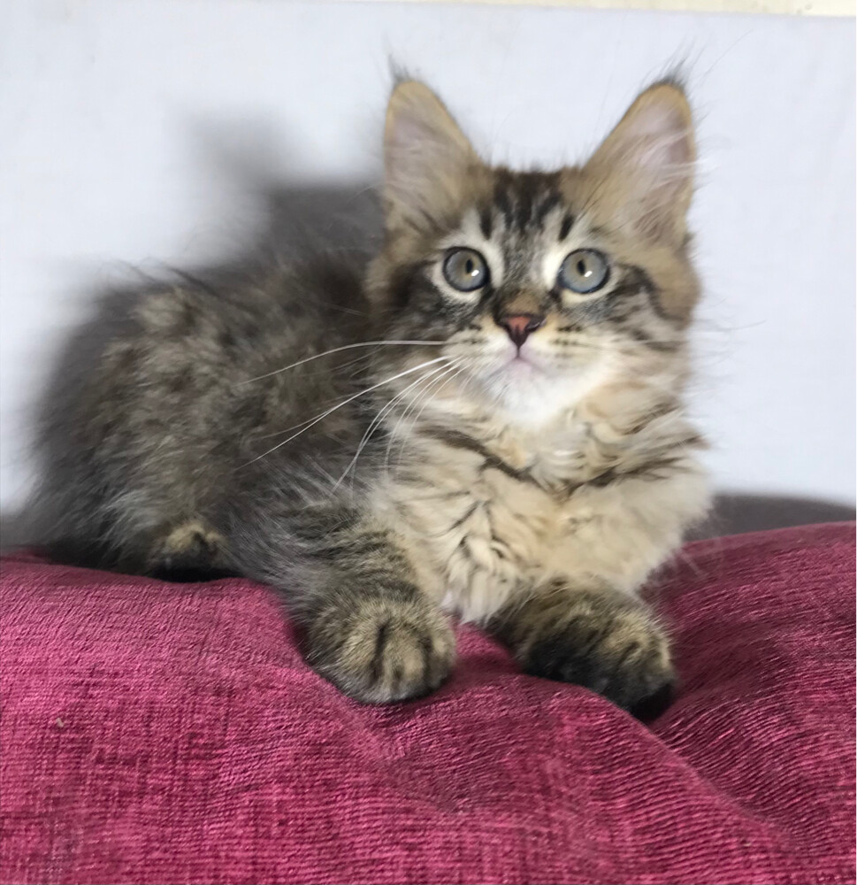 Scottish starlight tabby - 5