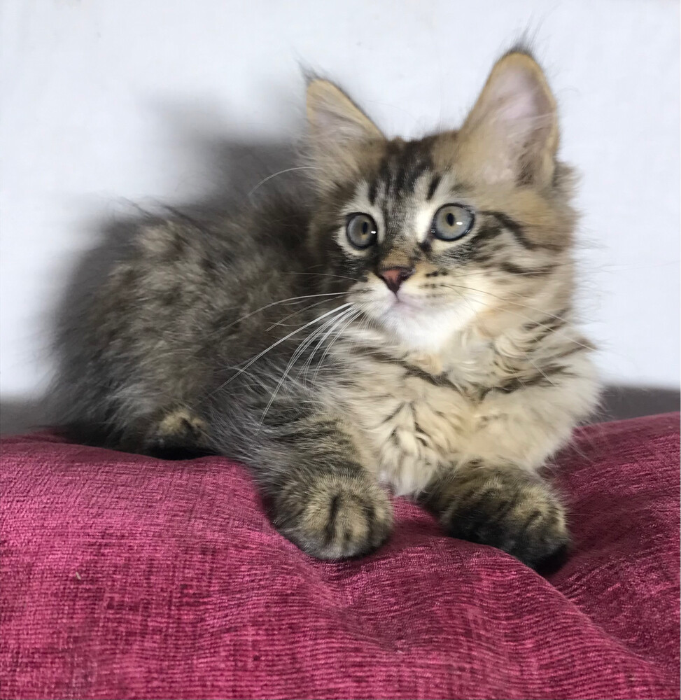 Scottish starlight tabby - 1
