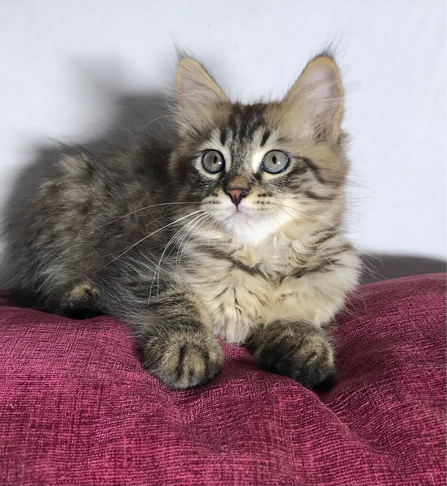 Scottish starlight tabby - 2