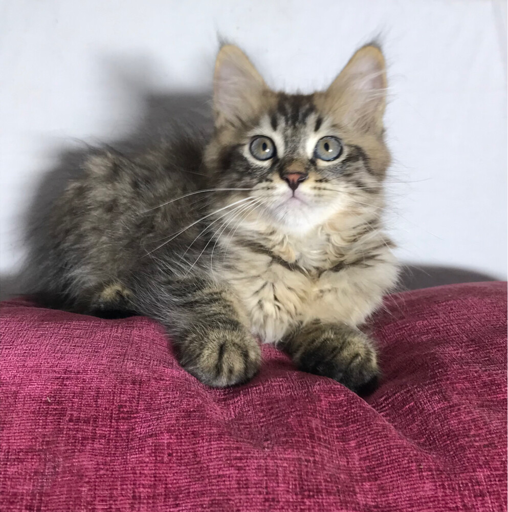 Scottish starlight tabby - 6
