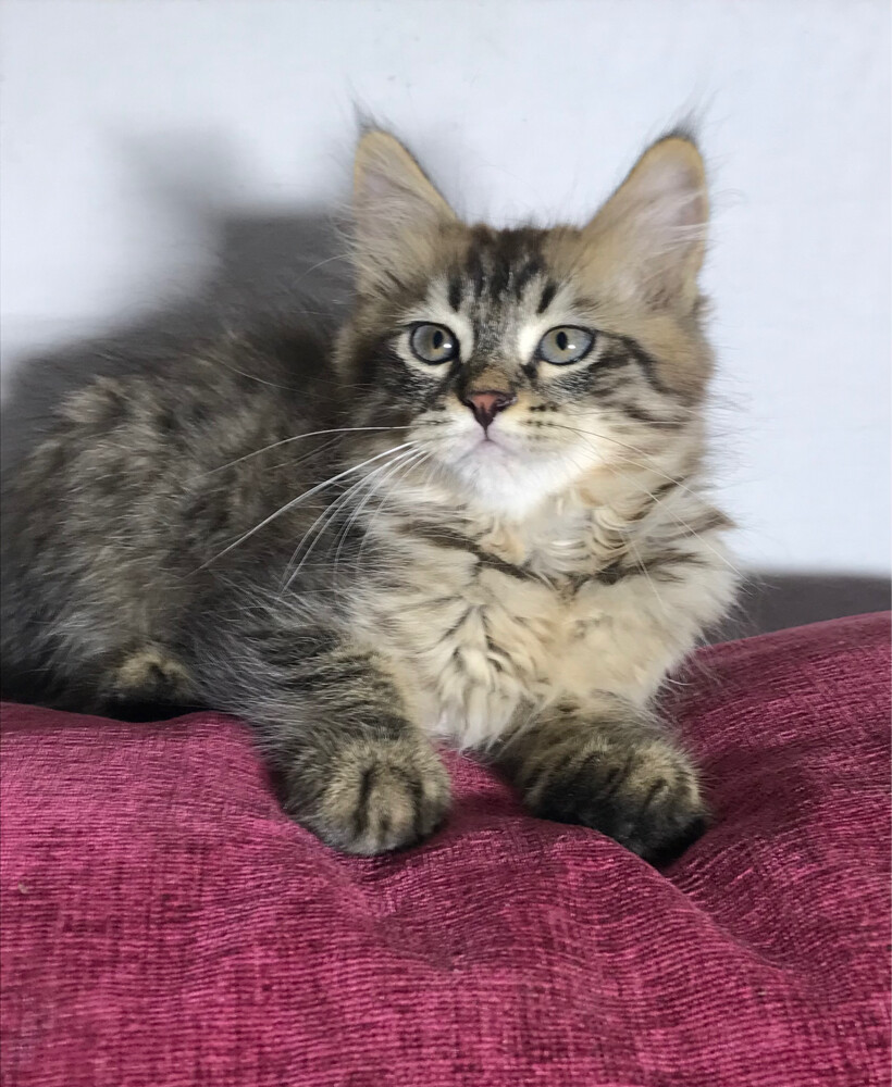 Scottish starlight tabby - 7