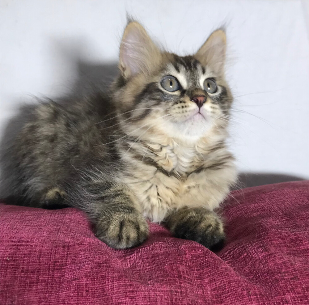 Scottish starlight tabby - 3