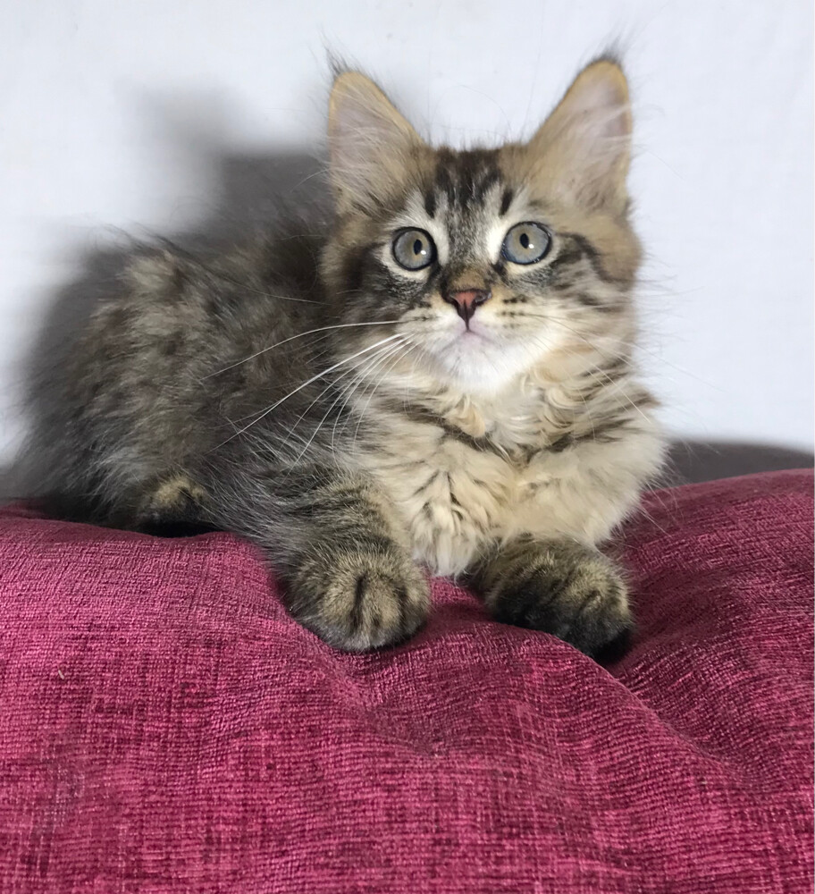 Scottish starlight tabby - 4