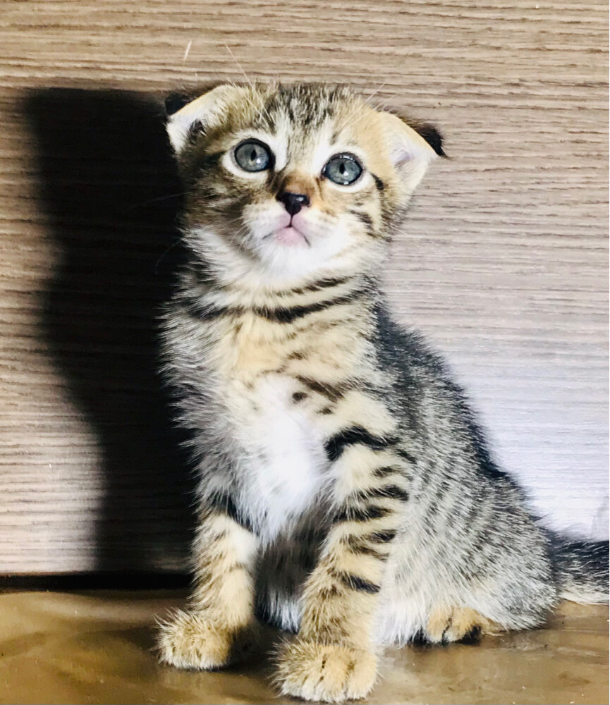 Scottish fold - 2
