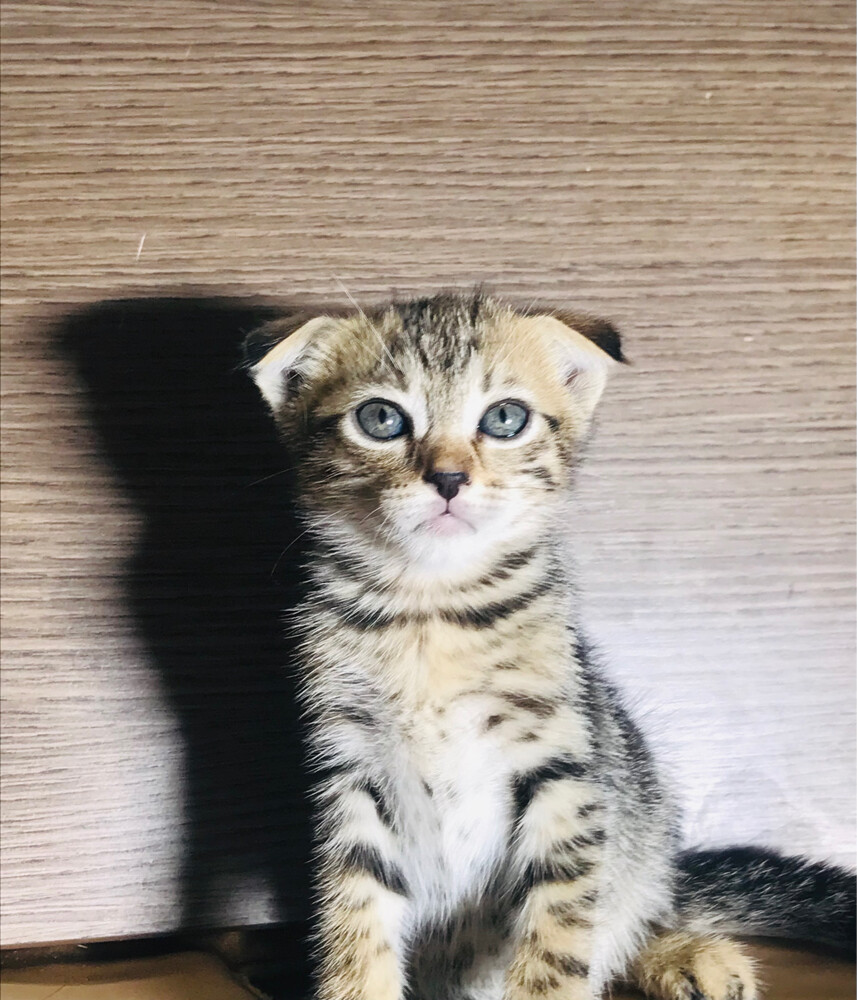 Scottish fold - 1