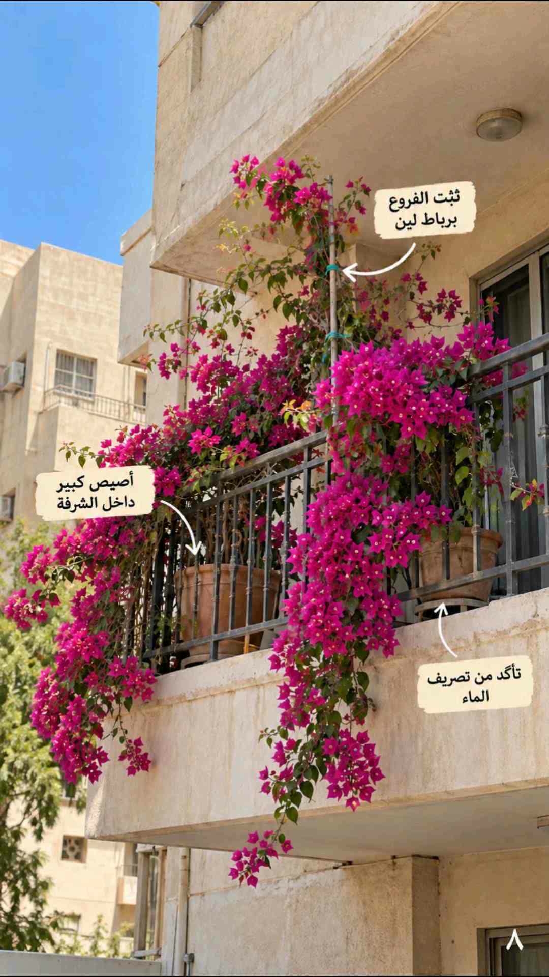 زراعه جميع الورود - 1