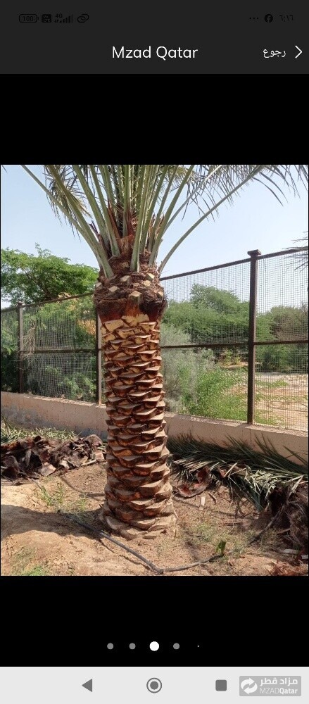 نخيل خدمات - 6