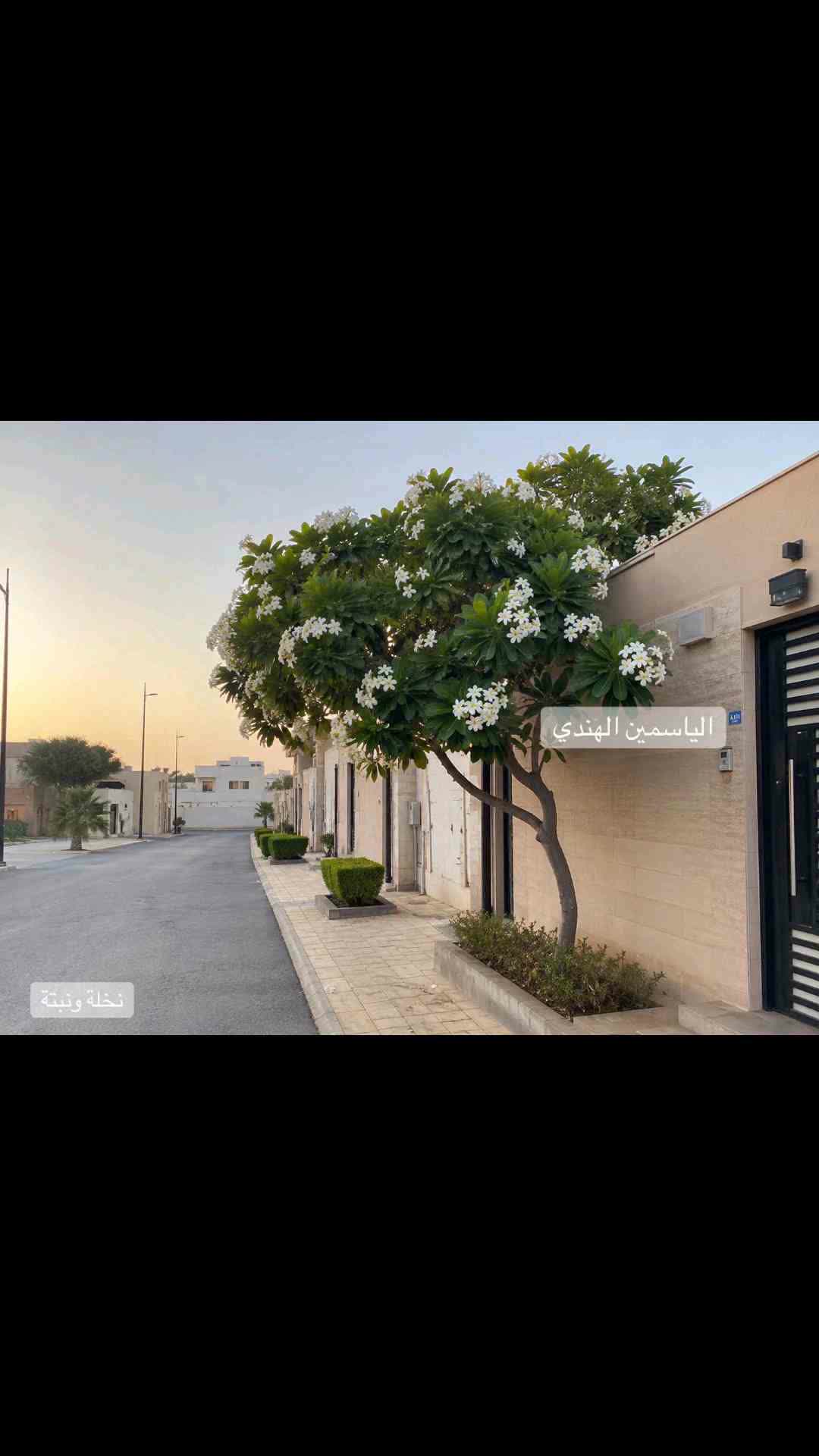 زراعه اجمل الحدائق - 1