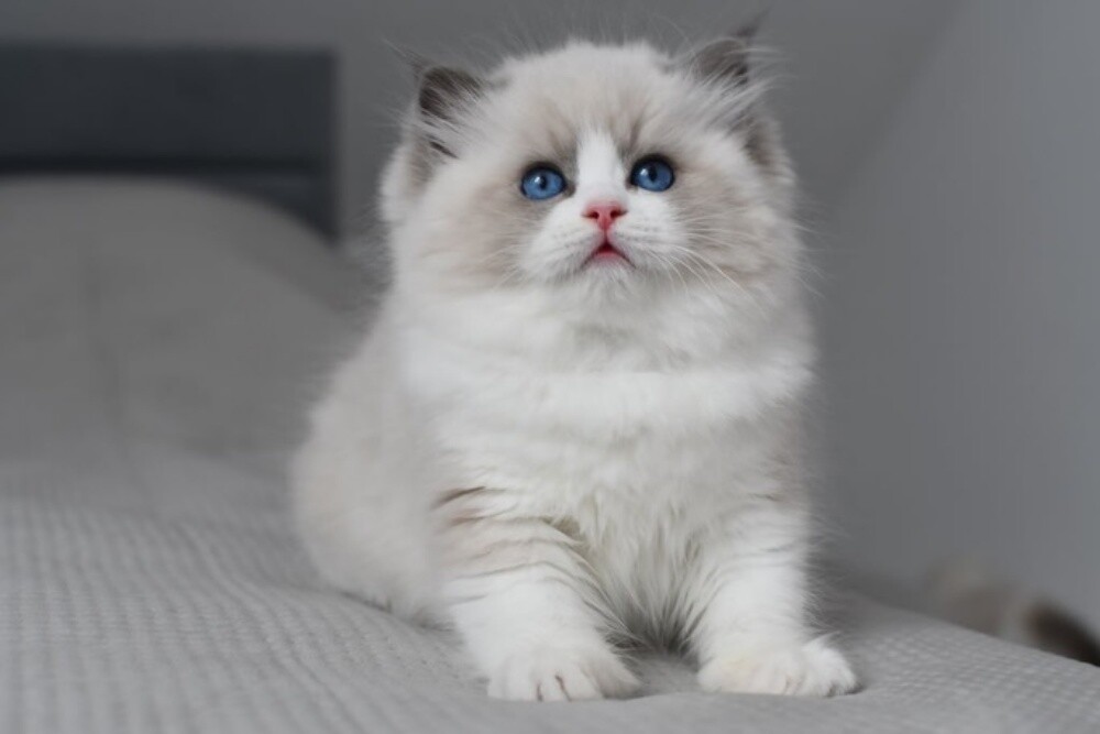 Ragdoll - 3