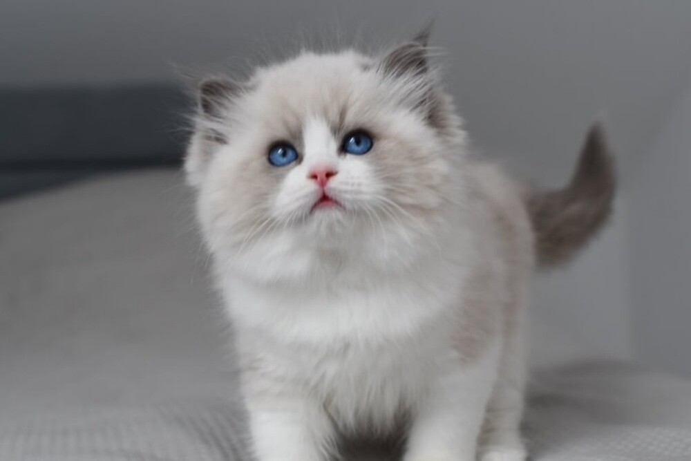 Ragdoll - 2