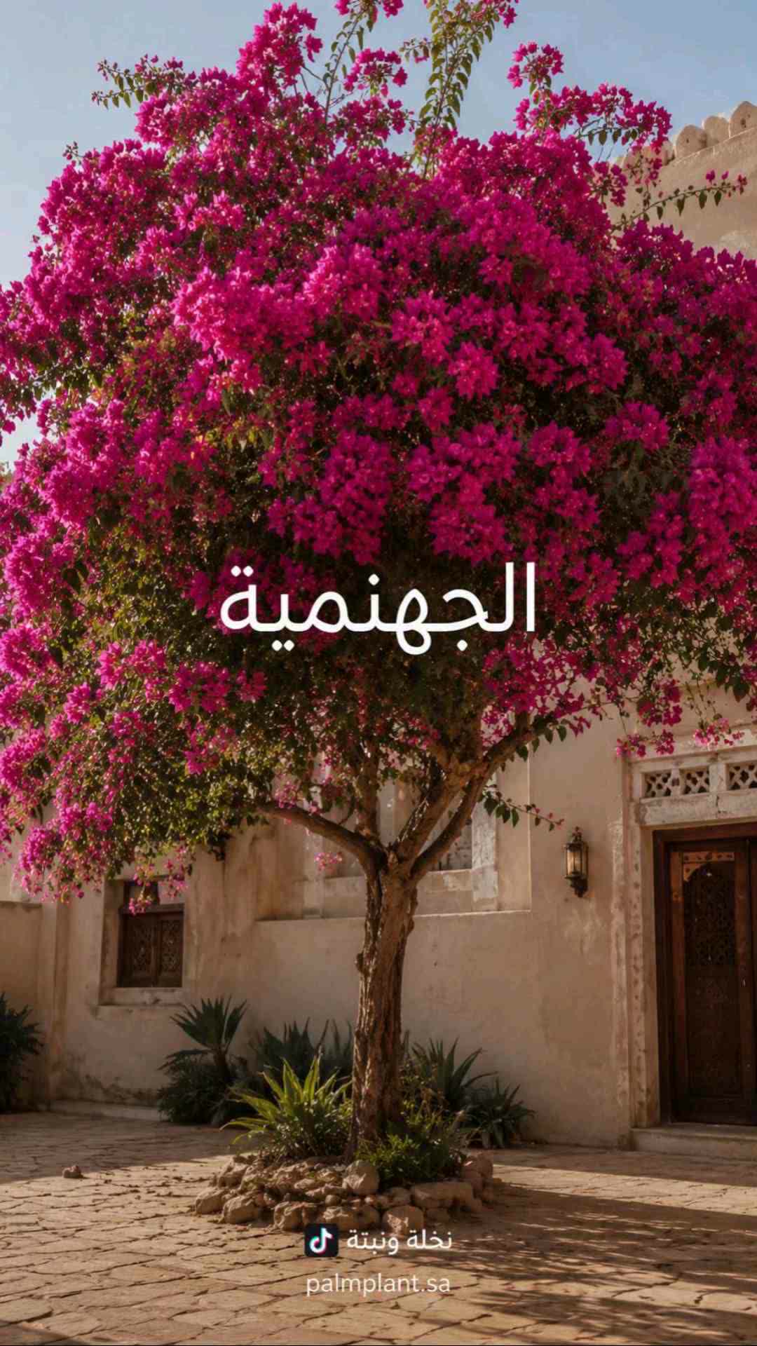 زراعه جميع الاشجار المزهره - 1