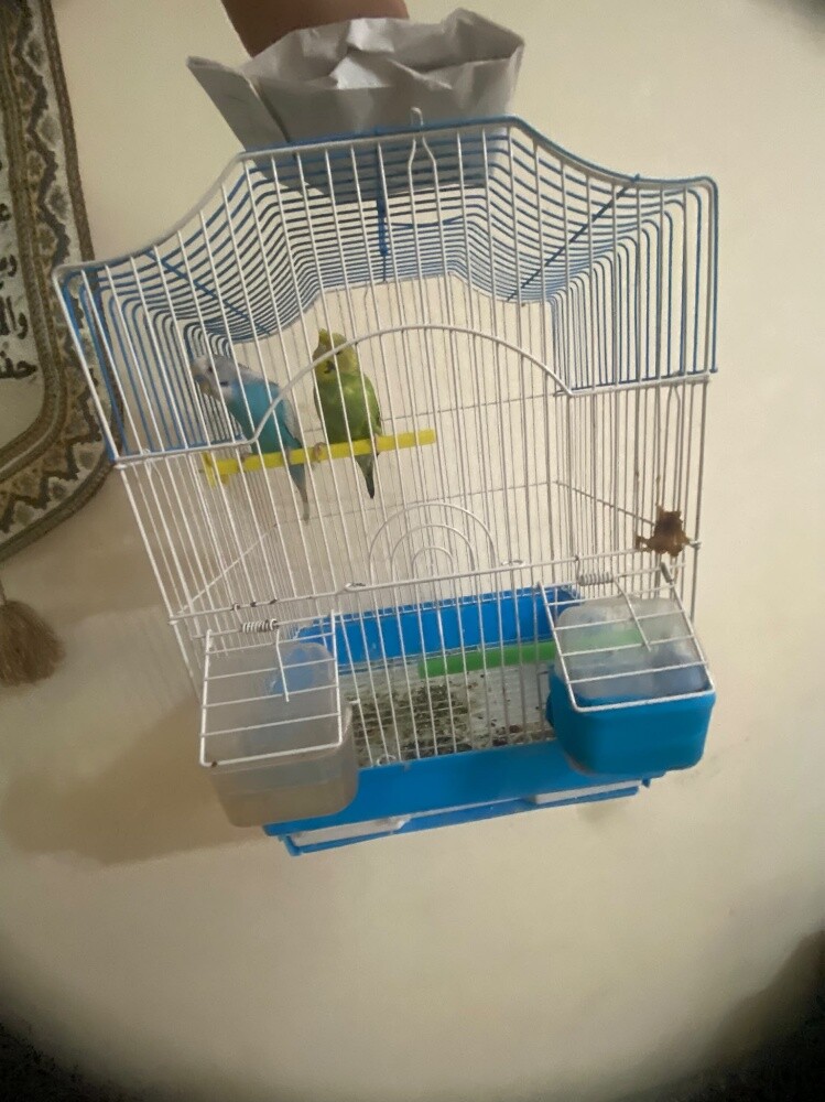 birds 2 - 3