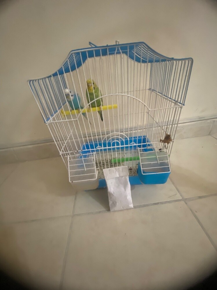 birds 2 - 2