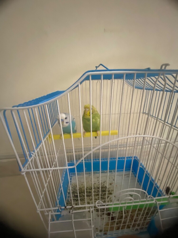 birds 2 - 1
