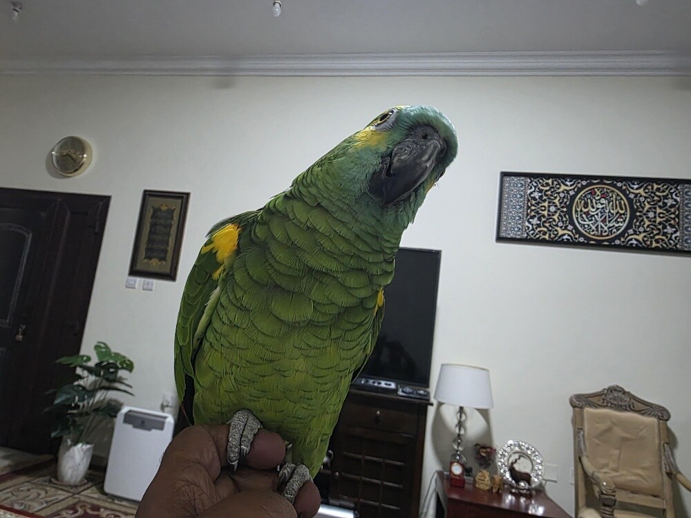 Blue Fronted - 3