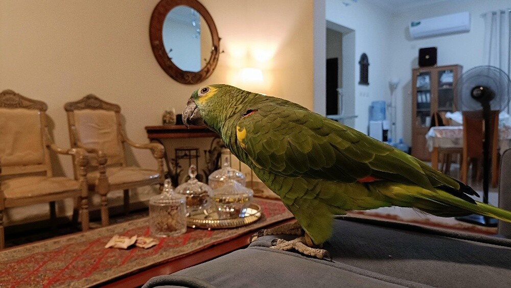 Blue Fronted - 1