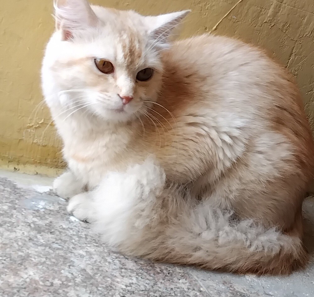 quiet Cat - 1