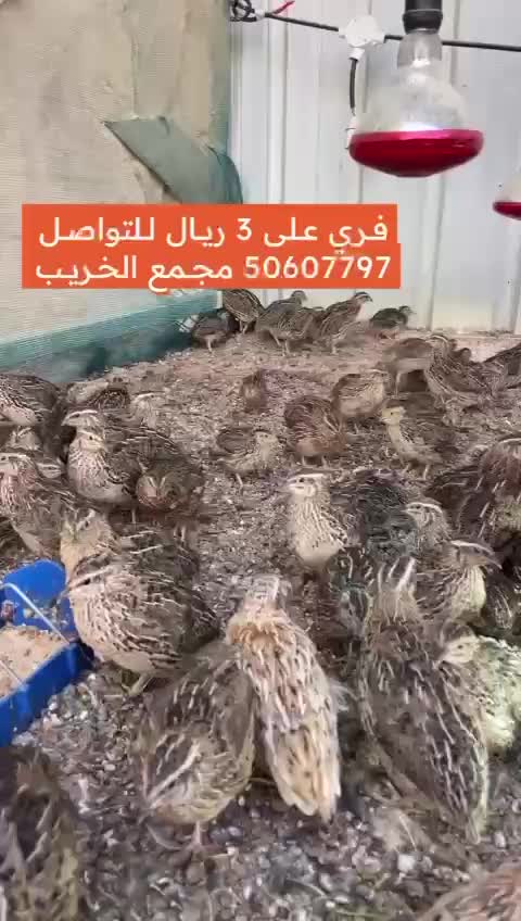 فري - 1