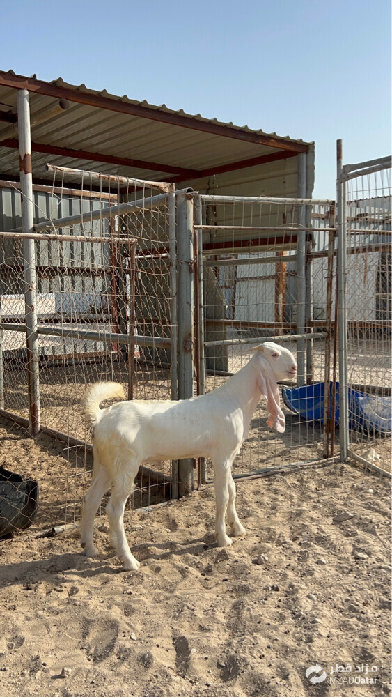 تيس مشروع فحل مطوور  - 4
