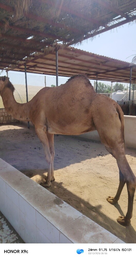 ناقه حايل - 4