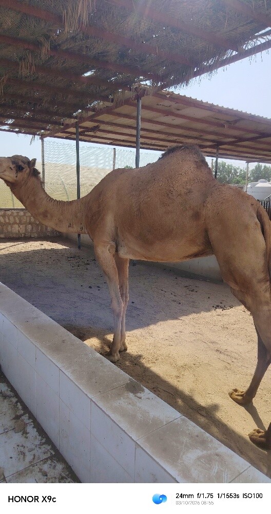 ناقه حايل - 2