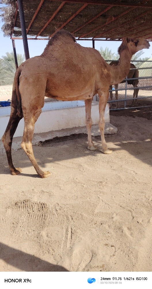 ناقه حايل - 1