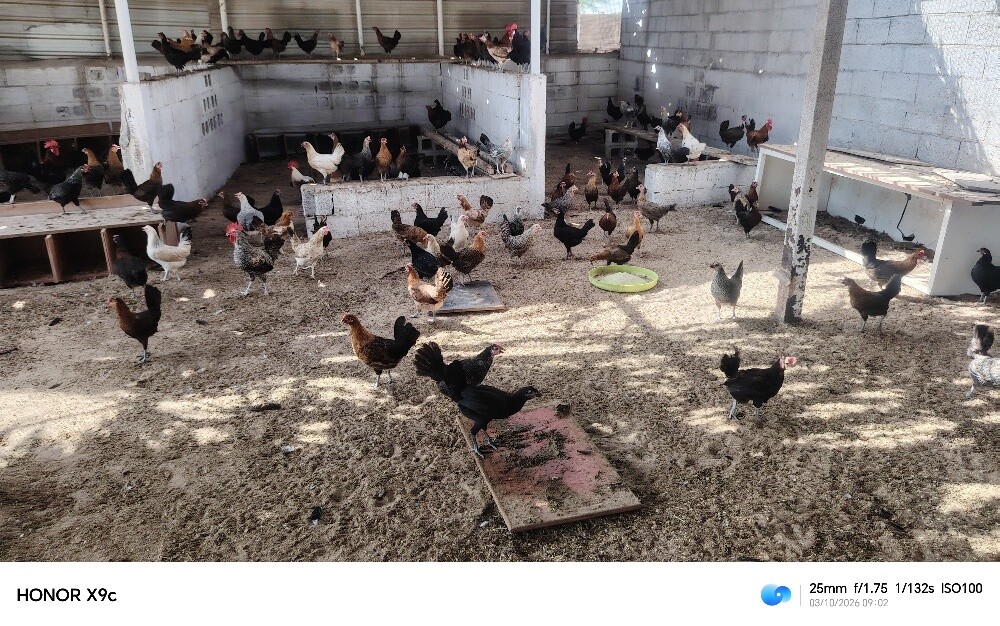 دجاج بياض انتاج مزرعه - 1