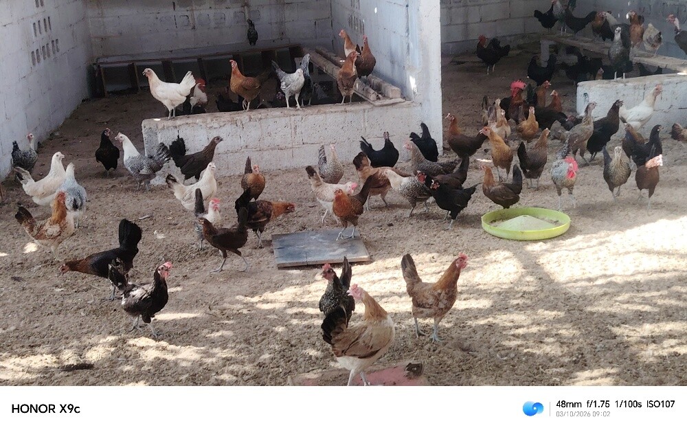 دجاج بياض انتاج مزرعه - 2