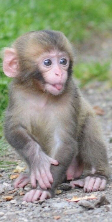 monkey  - 3