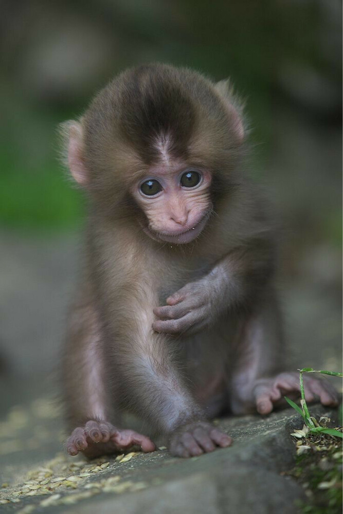 monkey  - 2