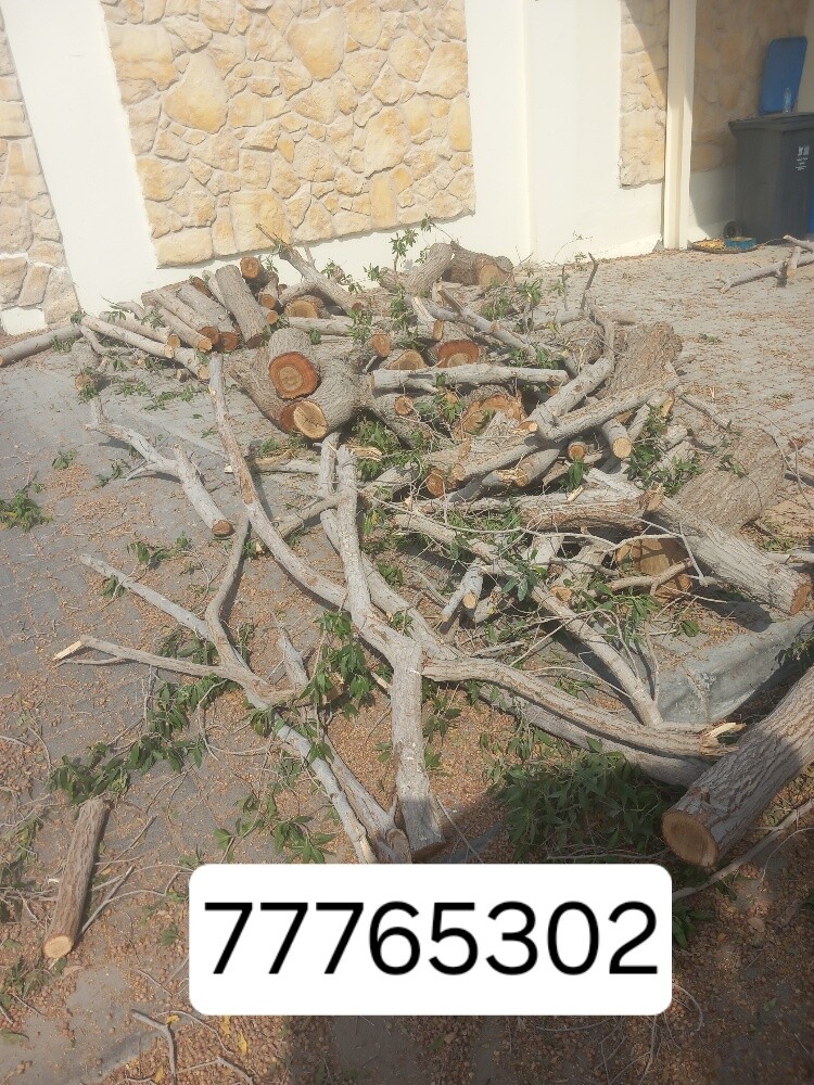 نقوم بتقطيع الأشجار والنخيل - 1