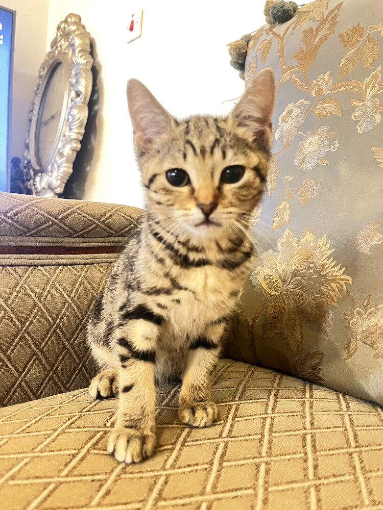 Cleo - 1