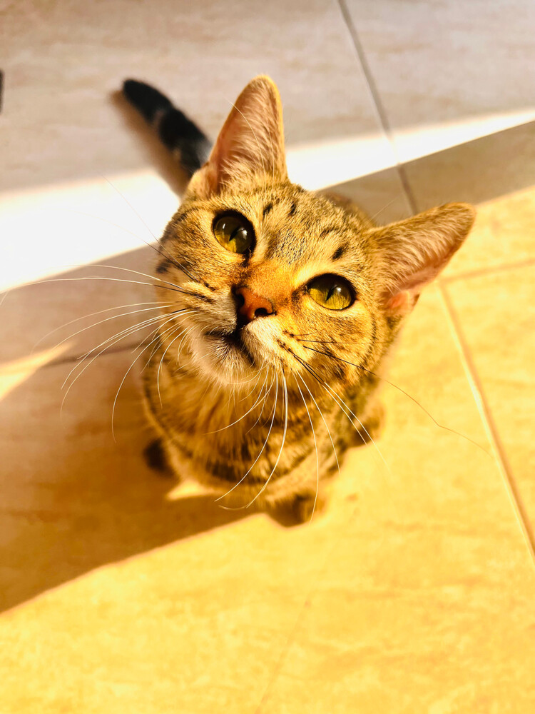 Cleo - 3
