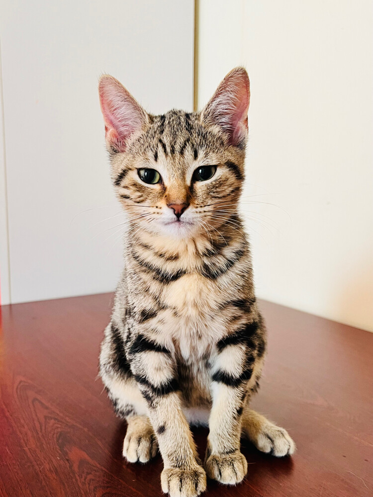 Cleo - 2