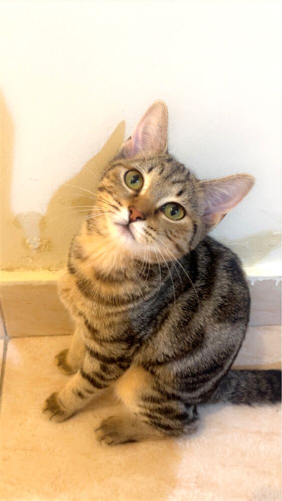 Cleo - 4