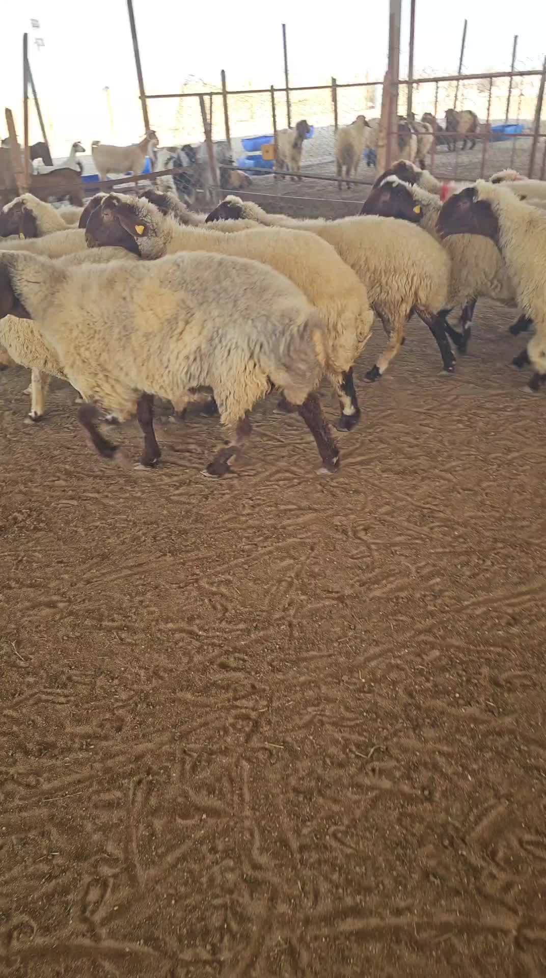 غنم - 1