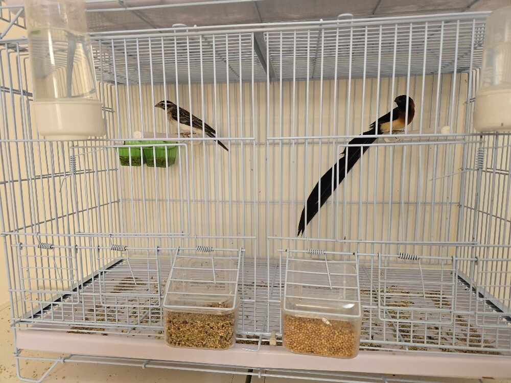 Tropical paradise long tails - 2