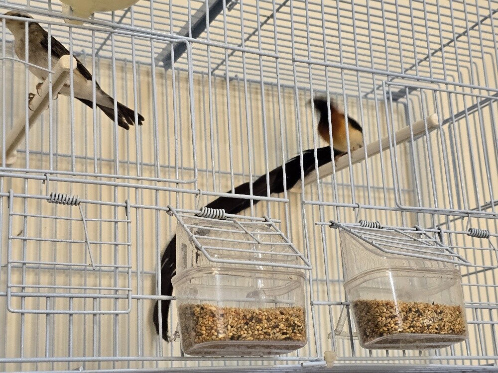 Tropical paradise long tails - 10