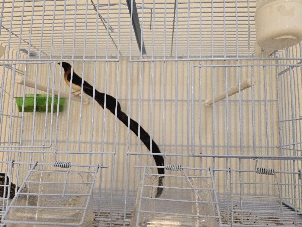Tropical paradise long tails - 3