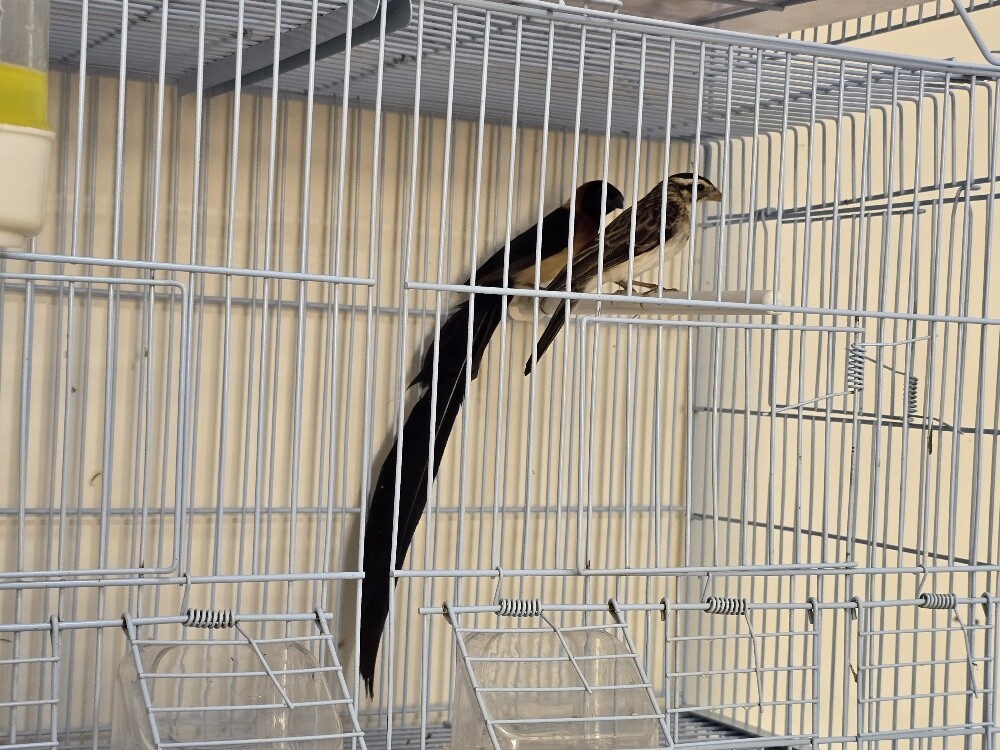Tropical paradise long tails - 8