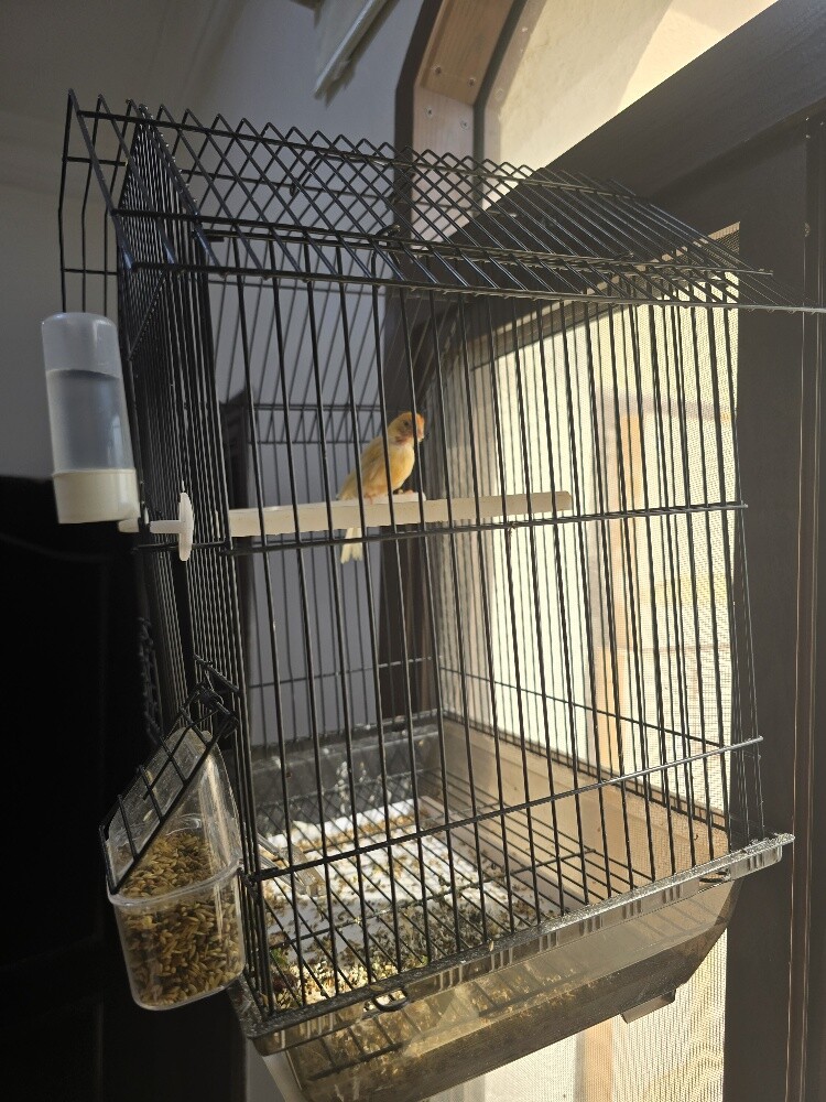 male canary - 2