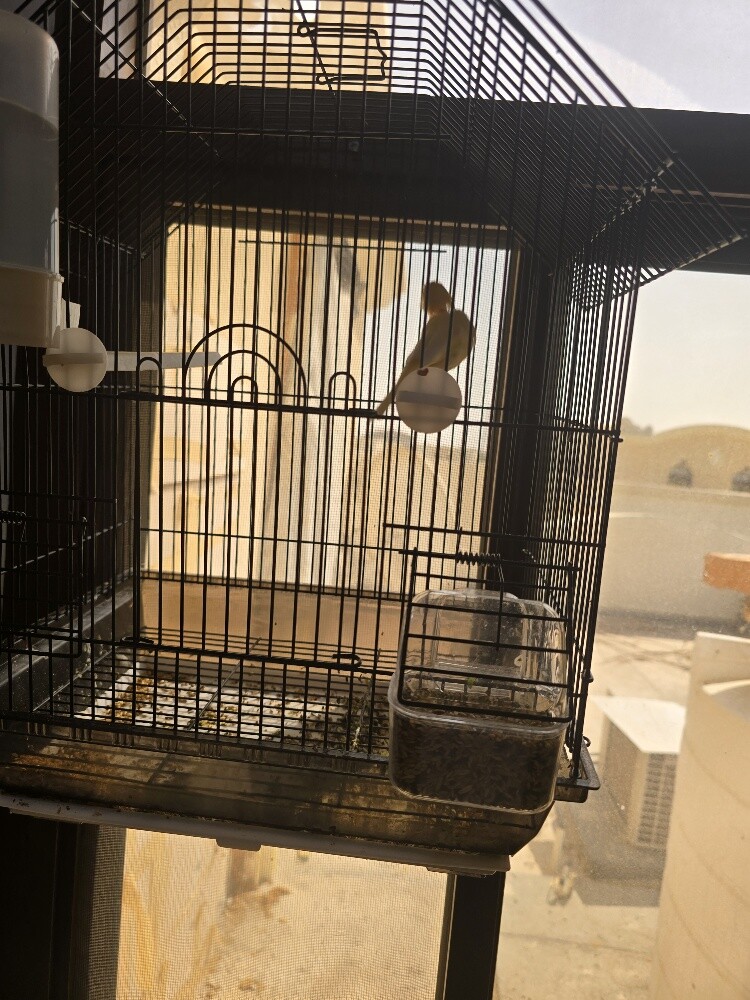 male canary - 3