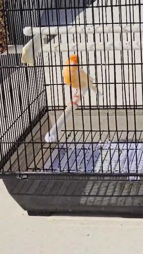 male canary - 1