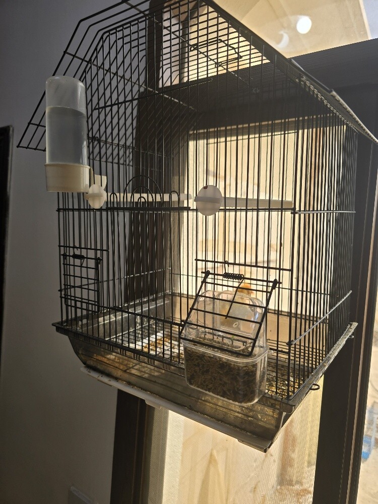 male canary - 4