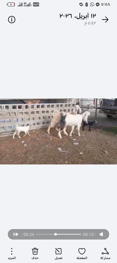 مطلوب جميع انواع الحلال - 2