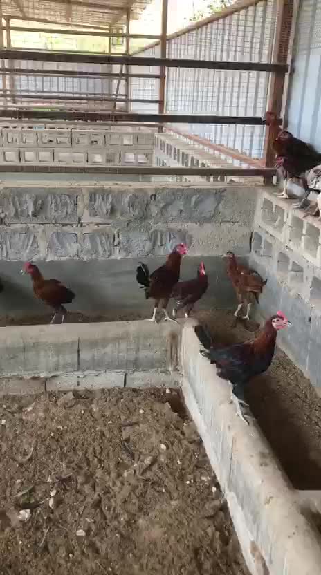 دجاج بلدي - 1