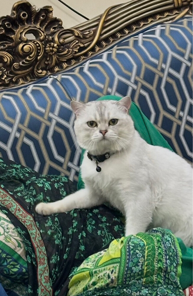 simba - 2