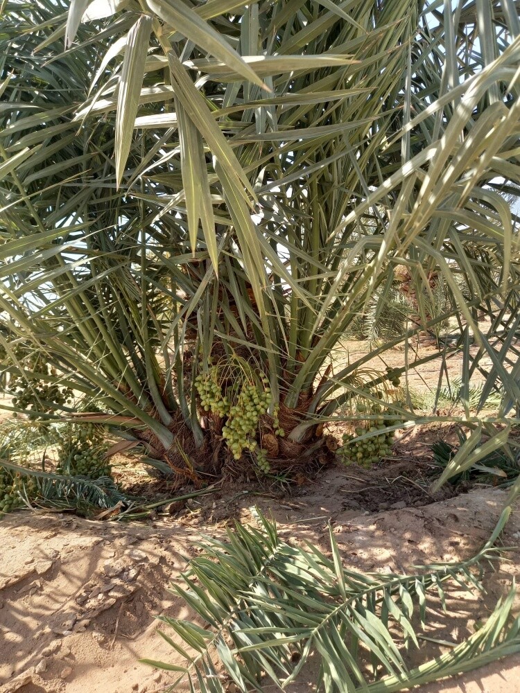 نخيل - 6